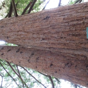 Photographie n°2118761 du taxon Sequoia sempervirens (D.Don) Endl.