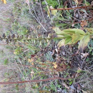 Photographie n°2118773 du taxon Epipactis helleborine (L.) Crantz