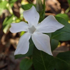 Photographie n°2118787 du taxon Vinca difformis Pourr. [1788]