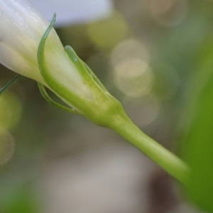 Photographie n°2118788 du taxon Vinca difformis Pourr. [1788]