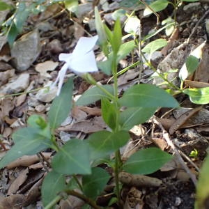 Photographie n°2118790 du taxon Vinca difformis Pourr. [1788]