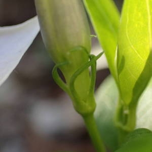 Photographie n°2118791 du taxon Vinca difformis Pourr. [1788]