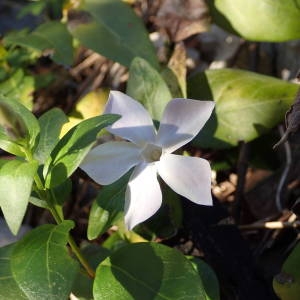 Photographie n°2118796 du taxon Vinca difformis Pourr. [1788]