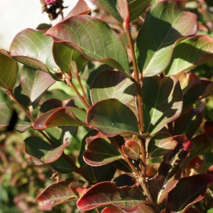 Photographie n°2118833 du taxon Lagerstroemia indica L. [1759]