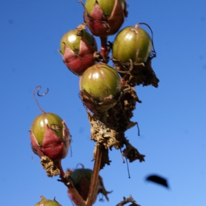 Photographie n°2118837 du taxon Lagerstroemia indica L. [1759]