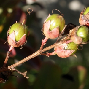 Photographie n°2118840 du taxon Lagerstroemia indica L. [1759]