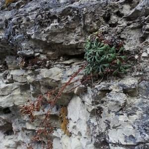 Photographie n°2118878 du taxon Saxifraga callosa Sm. [1791]