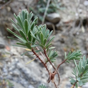 Photographie n°2118889 du taxon Thymelaea dioica (Gouan) All. [1789]