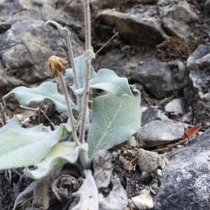 Photographie n°2118915 du taxon Hieracium tomentosum L. [1755]