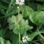  Barbara Mai - Cardamine hirsuta L. [1753]