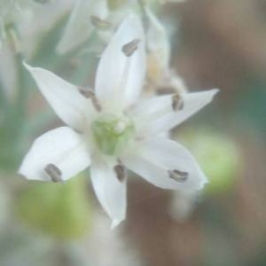 Photographie n°2119246 du taxon Allium neapolitanum Cirillo [1788]