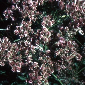 Photographie n°2119350 du taxon Laserpitium latifolium L. [1753]