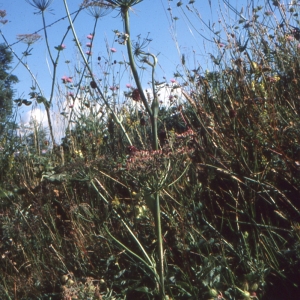 Photographie n°2119353 du taxon Laserpitium latifolium L. [1753]