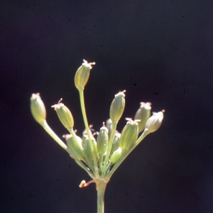 Photographie n°2119375 du taxon Meum athamanticum Jacq. [1776]