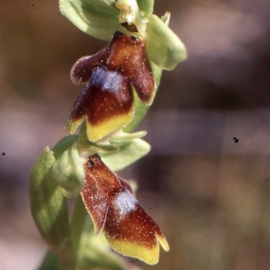 Photographie n°2119453 du taxon Ophrys aymoninii (Breistr.) Buttler [1986]