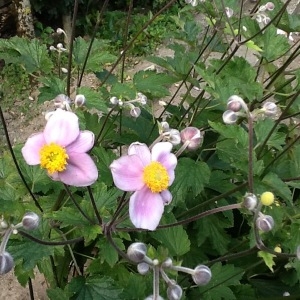 Anemone hupehensis (Lemoine) Lemoine (Anémone d'automne)