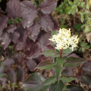 Photographie n°2119474 du taxon Cornus sanguinea L. [1753]