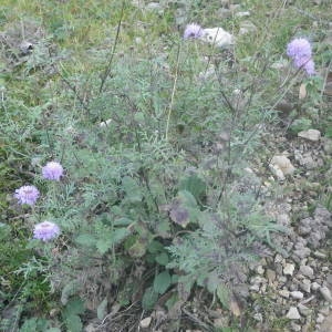 Photographie n°2119660 du taxon Scabiosa triandra L. [1753]