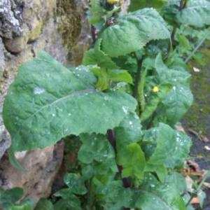 Photographie n°2119680 du taxon Sonchus oleraceus L. [1753]