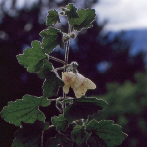 Photographie n°2119689 du taxon Antirrhinum asarina L. [1753]