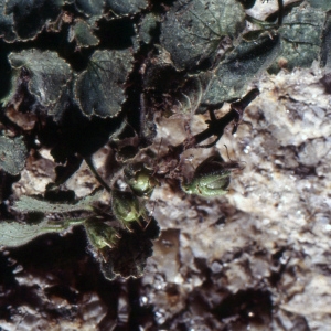 Photographie n°2119693 du taxon Antirrhinum asarina L. [1753]