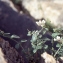  Liliane Roubaudi - Antirrhinum sempervirens Lapeyr. [1801]