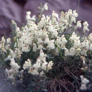 Photographie n°2119700 du taxon Antirrhinum sempervirens Lapeyr. [1801]