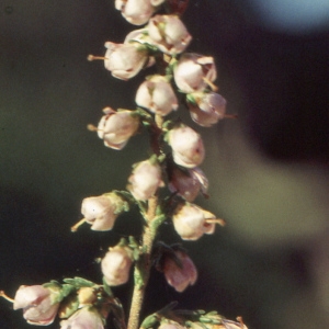 Photographie n°2119712 du taxon Calluna vulgaris (L.) Hull