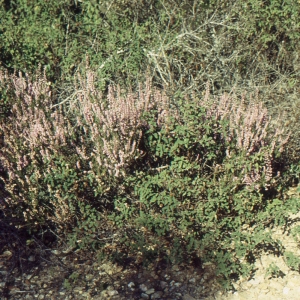 Photographie n°2119714 du taxon Calluna vulgaris (L.) Hull