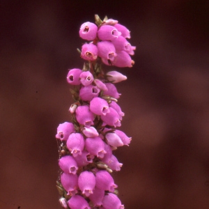 Photographie n°2119718 du taxon Erica cinerea L. [1753]