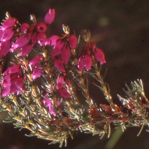 Photographie n°2119719 du taxon Erica cinerea L. [1753]