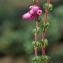  Liliane Roubaudi - Erica cinerea L. [1753]