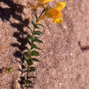 Photographie n°2119723 du taxon Linaria thymifolia DC. [1805]