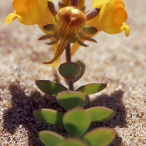 Photographie n°2119726 du taxon Linaria thymifolia DC. [1805]