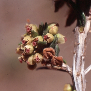 Photographie n°2119757 du taxon Erica scoparia L. [1753]