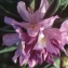  Liliane Roubaudi - Rhododendron ponticum L. [1762]