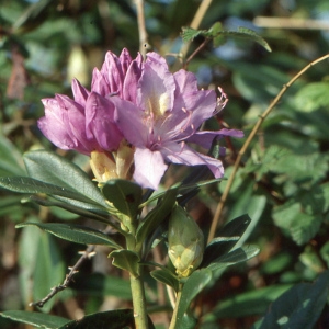 Rhododendron ponticum L. (Rhododendron de la mer Noire)