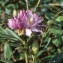  Liliane Roubaudi - Rhododendron ponticum L. [1762]