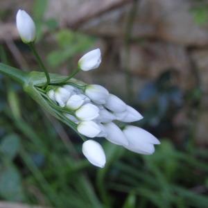 Allium ursinum L. (Ail des bois)