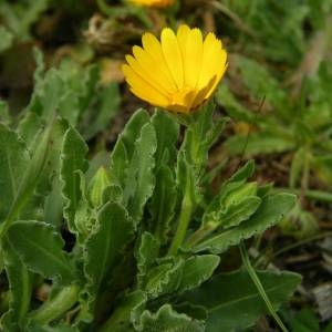 Photographie n°2119986 du taxon Calendula arvensis L. [1763]