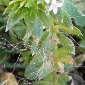 Photographie n°2120053 du taxon Sherardia arvensis L. [1753]