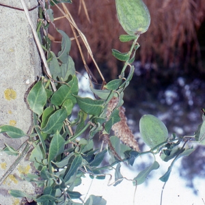 Photographie n°2120076 du taxon Araujia sericifera Brot. [1818]