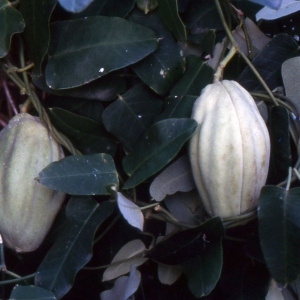 Photographie n°2120079 du taxon Araujia sericifera Brot. [1818]