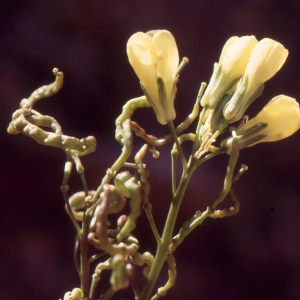 Photographie n°2120132 du taxon Brassica repanda (Willd.) DC. [1821]