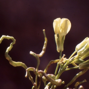 Photographie n°2120133 du taxon Brassica repanda (Willd.) DC. [1821]