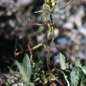 Photographie n°2120134 du taxon Brassica repanda (Willd.) DC. [1821]