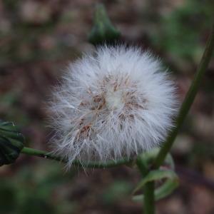 Photographie n°2120147 du taxon Sonchus L. [1753]