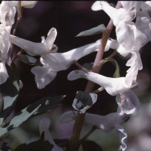 Photographie n°2120156 du taxon Corydalis solida (L.) Clairv. [1811]