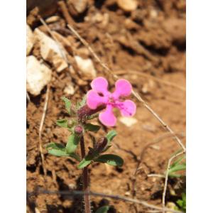 Saponaria calabrica Guss.