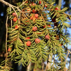 Photographie n°2120244 du taxon Taxus baccata L. [1753]